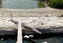 Mass fish deaths reported on the border of Veracruz and Tamaulipas; Conagua denies presence of hydrocarbons