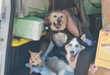 USDA revises border rules for dog owners traveling to Mexico