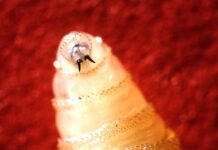 Biological Threat at the Border: Cartels and the Screwworm Crisis in Texas