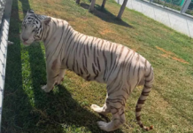 135 endangered exotic animals seized in Tamaulipas; spider monkeys and Bengal tigers among the rescued wildlife.