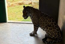 Private Zoo Linked to Fuel Theft Operation Built with International Smuggling Networks