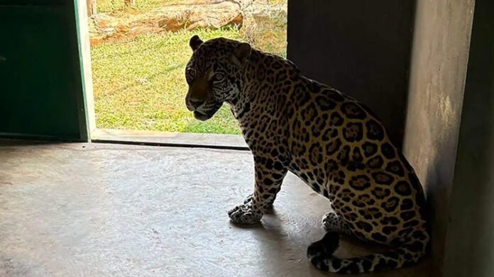 jaguar at tamaulipas ranch